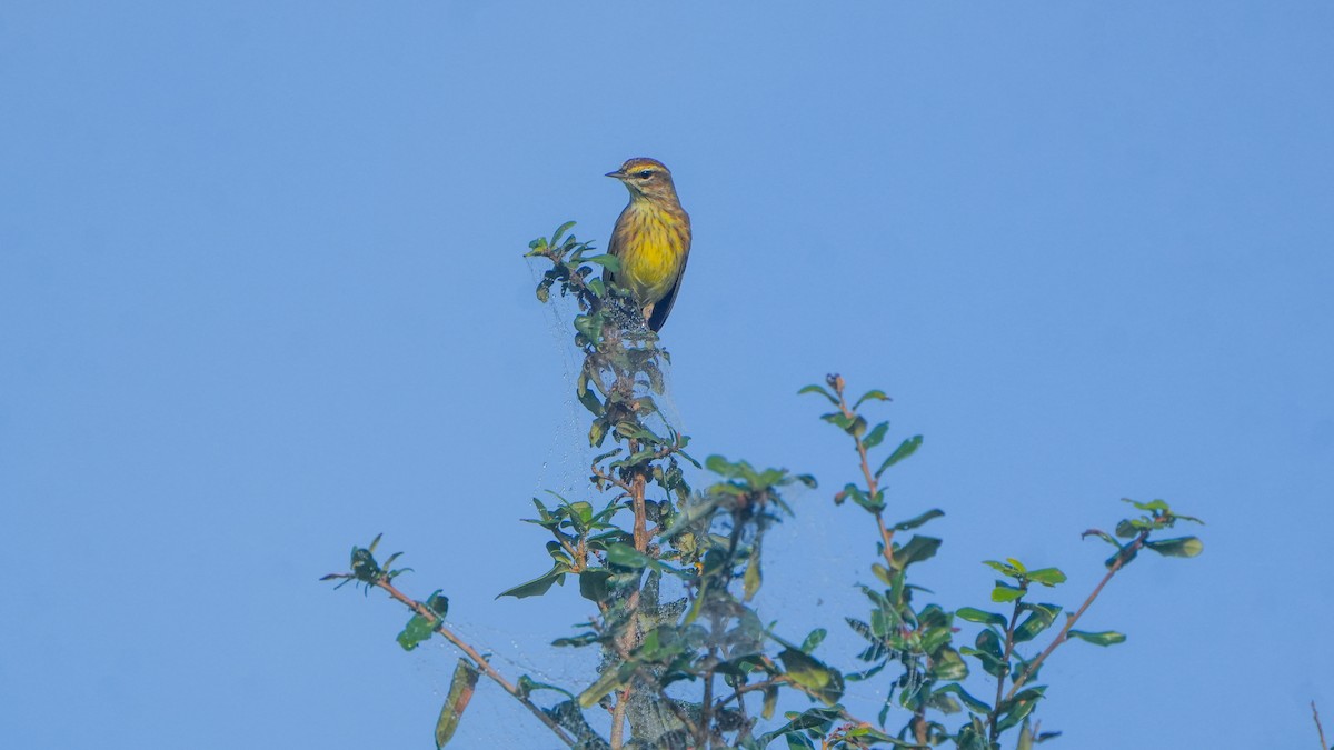 Palm Warbler - ML646465898
