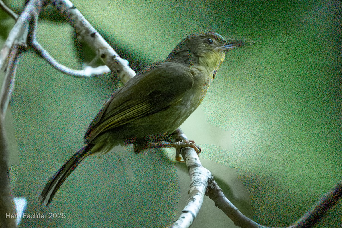 Long-billed Bernieria - ML646465899