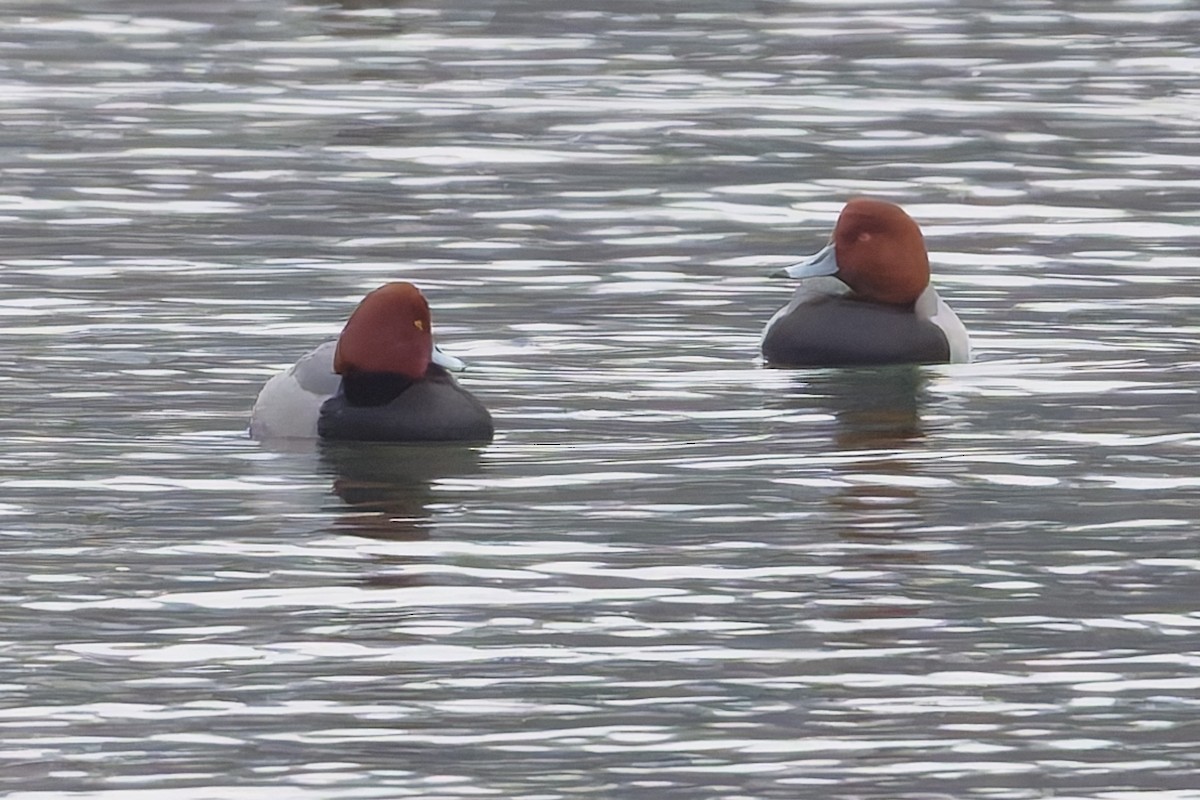 Redhead - ML646465906