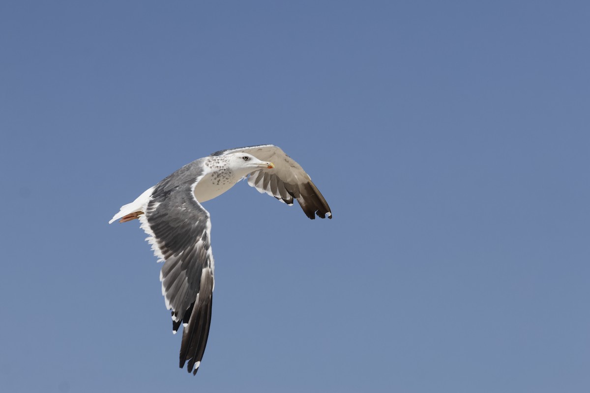 Lesser Black-backed Gull (Steppe) - ML646465909