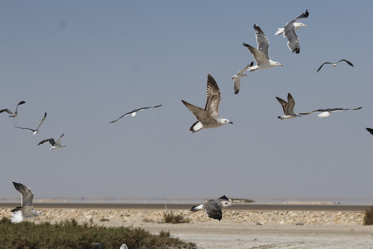 Lesser Black-backed Gull (Steppe) - ML646465910