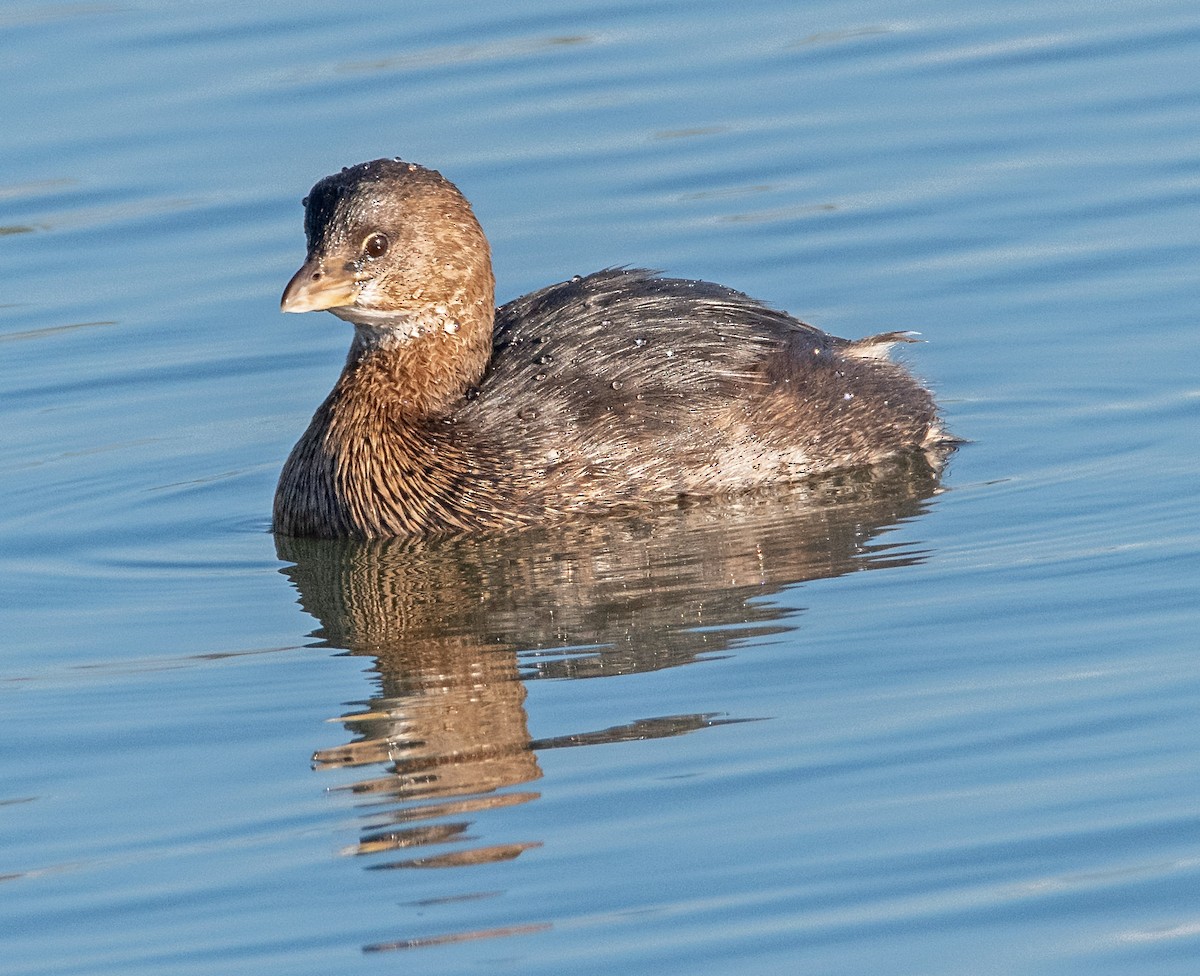 Pied-billed Grebe - ML646465915