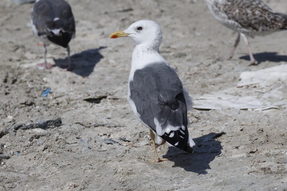 Lesser Black-backed Gull (Steppe) - ML646465917