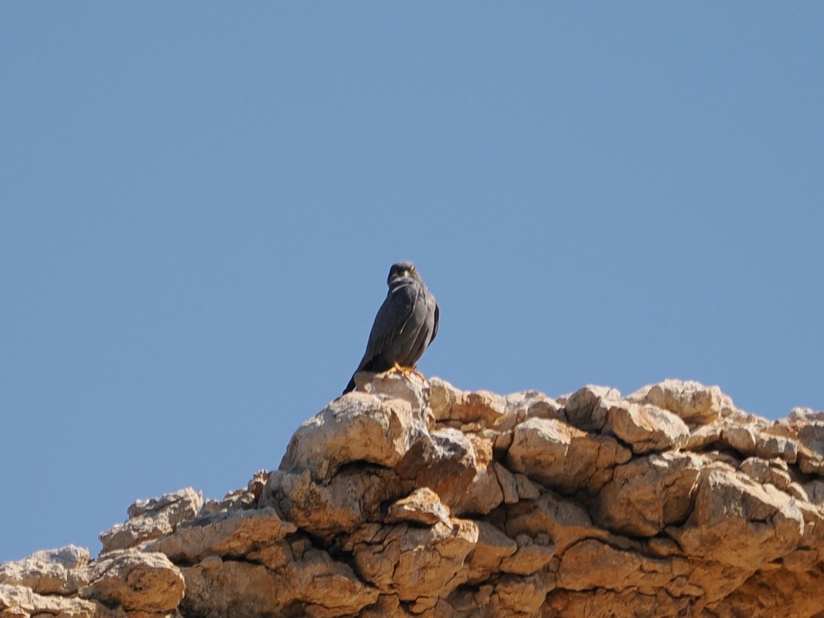 Серебристый чеглок - ML646465918