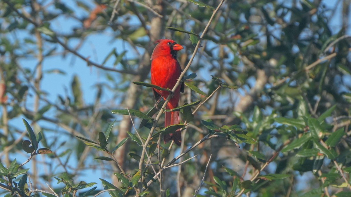 Northern Cardinal - ML646465919