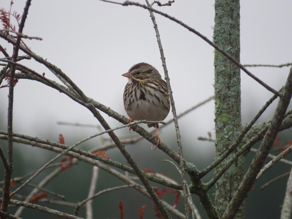 Chingolo Sabanero - ML646465920