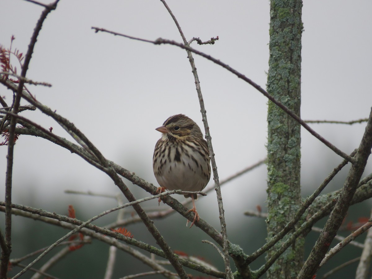Chingolo Sabanero - ML646465922