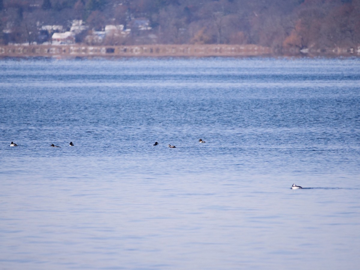 Каменушка - ML646465923