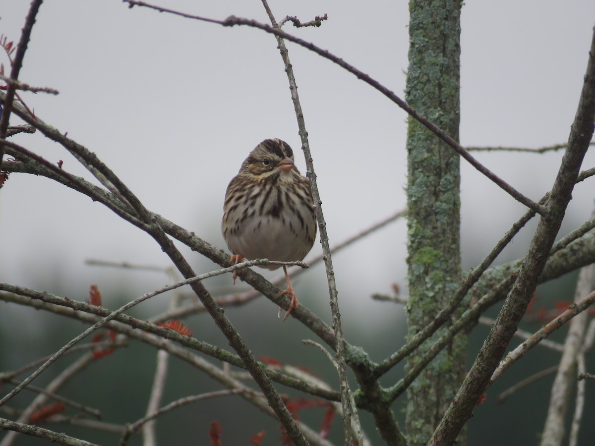 Chingolo Sabanero - ML646465924