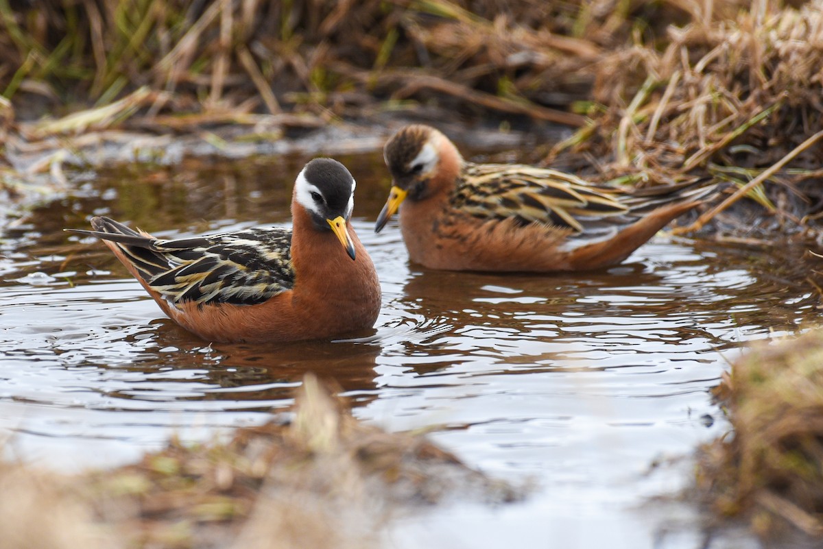 Red Phalarope - ML646465927