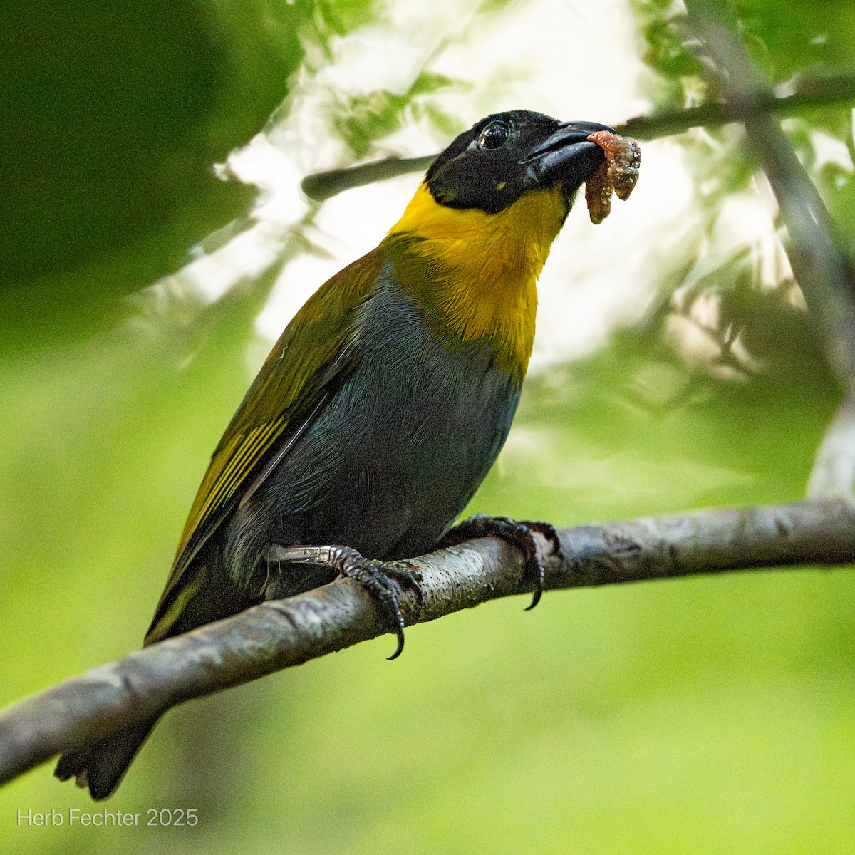 Nelicourvi Weaver - ML646465928