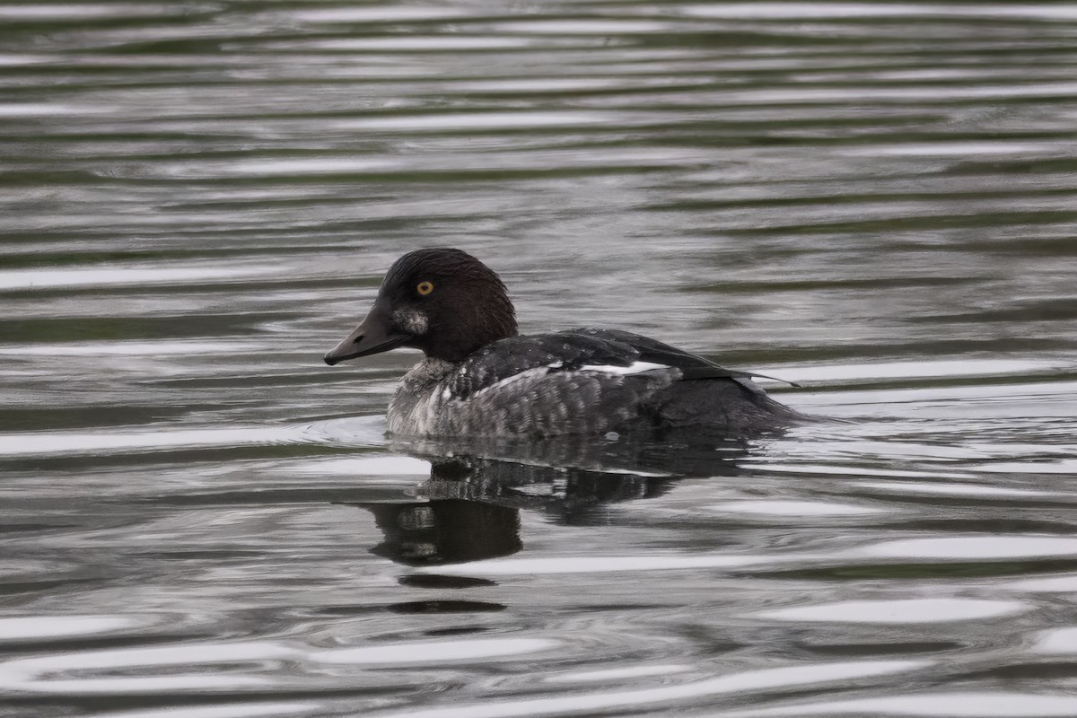 鵲鴨 - ML646465933