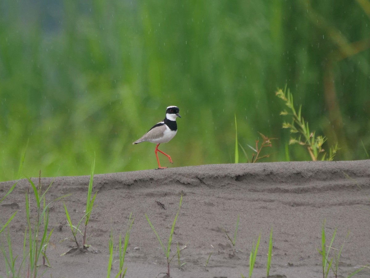 lovipe - ML646465934