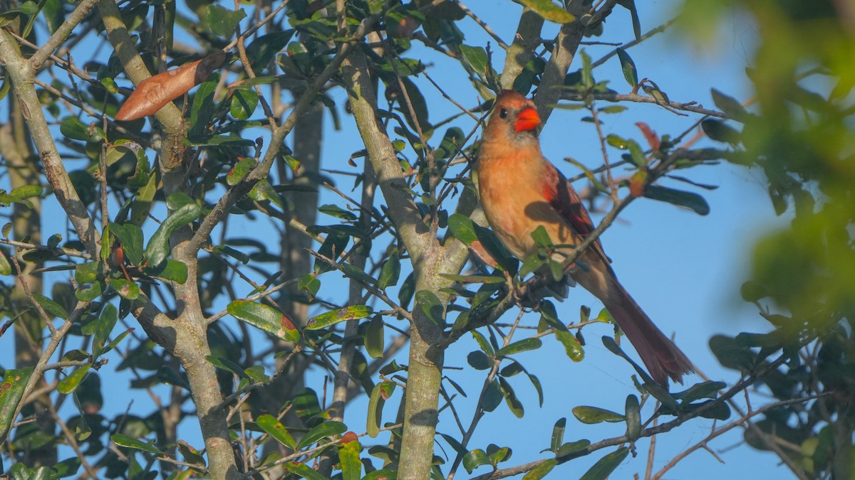 Northern Cardinal - ML646465935