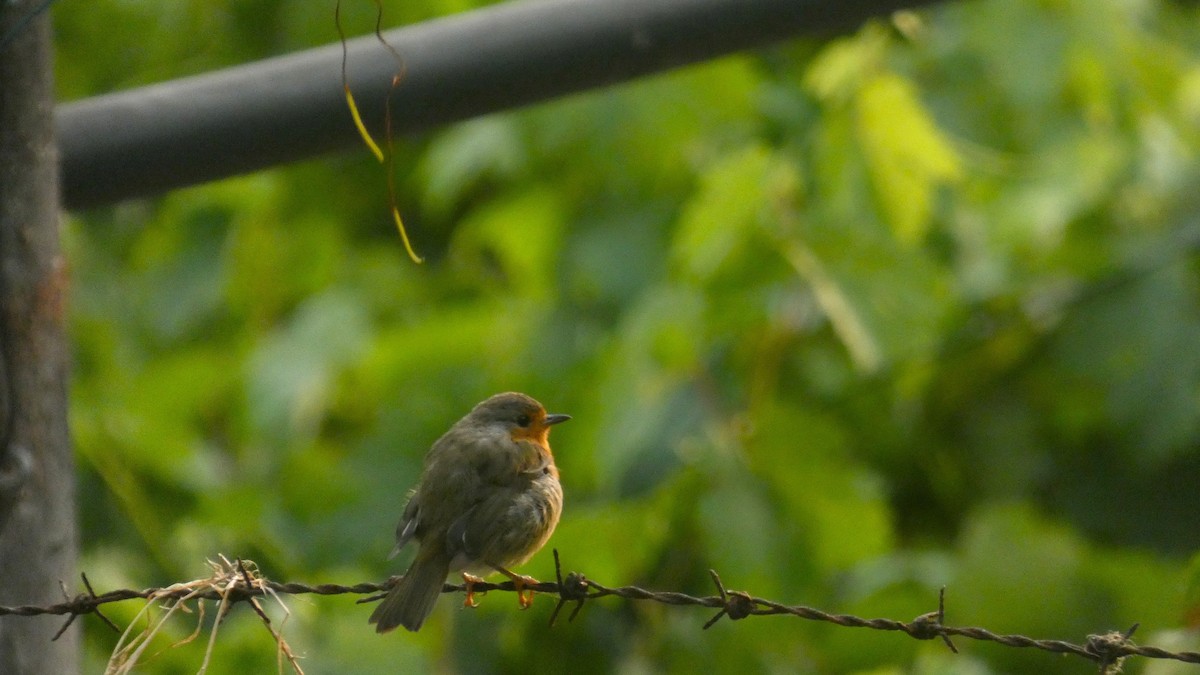 ヨーロッパコマドリ - ML646465936