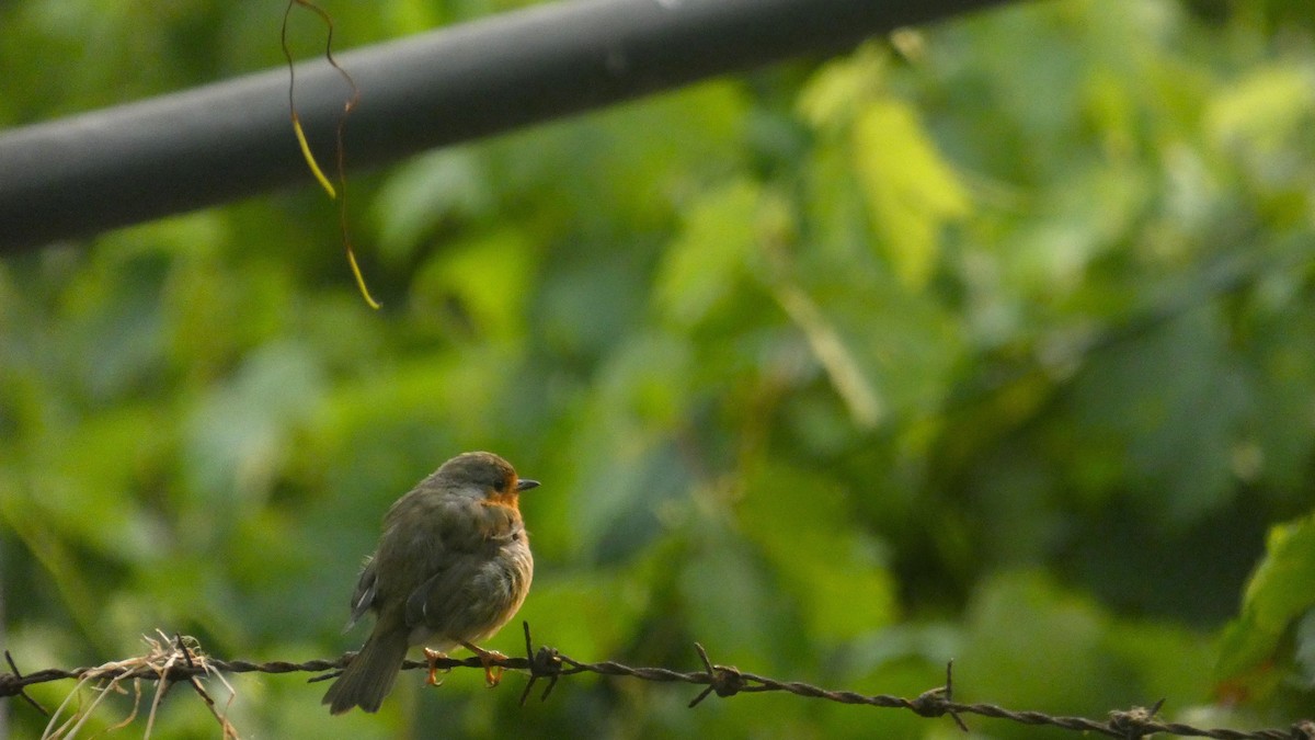 ヨーロッパコマドリ - ML646465937