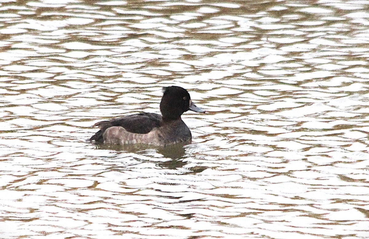 Tufted Duck - ML646465939