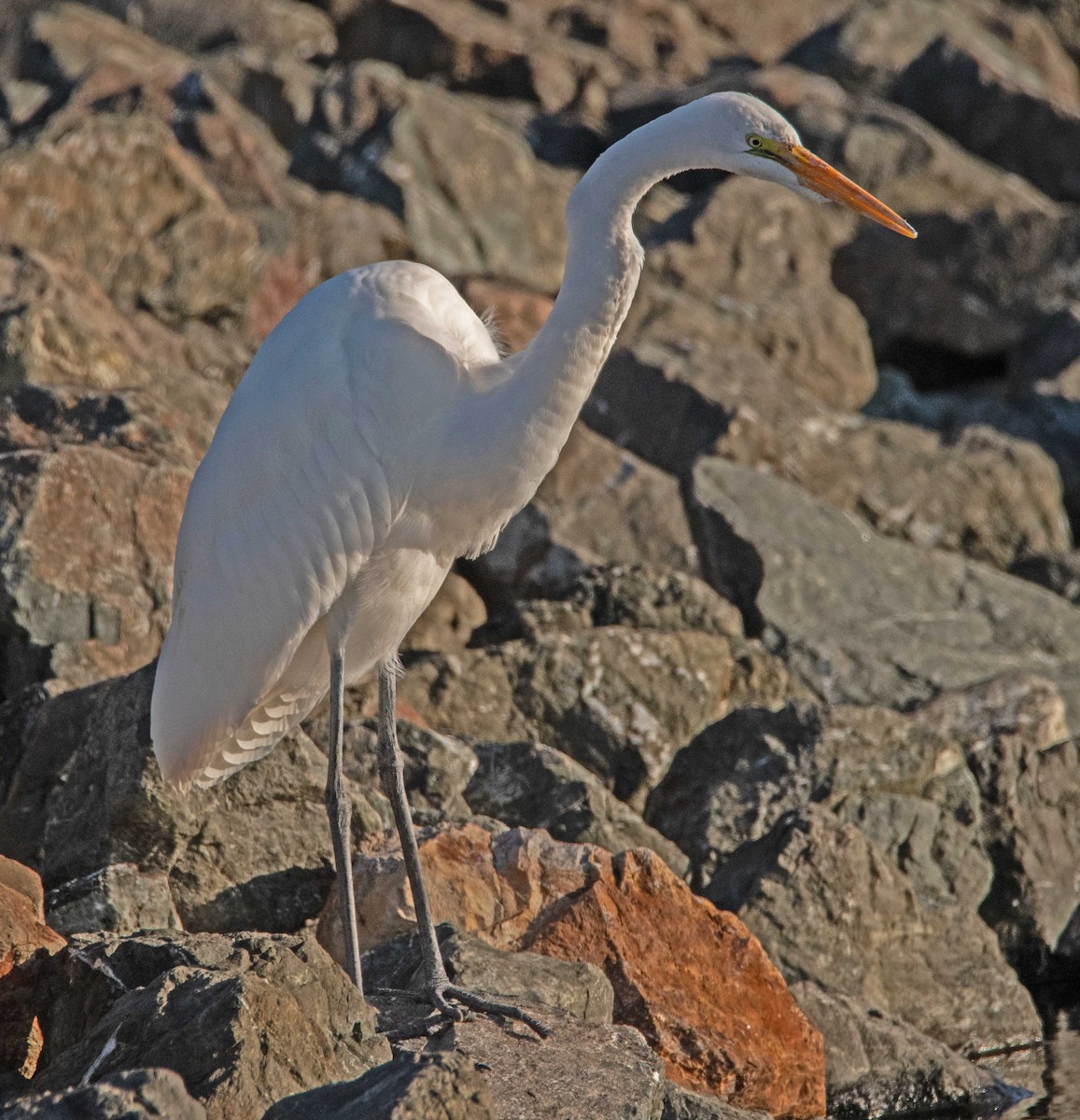 Great Egret - ML646465943