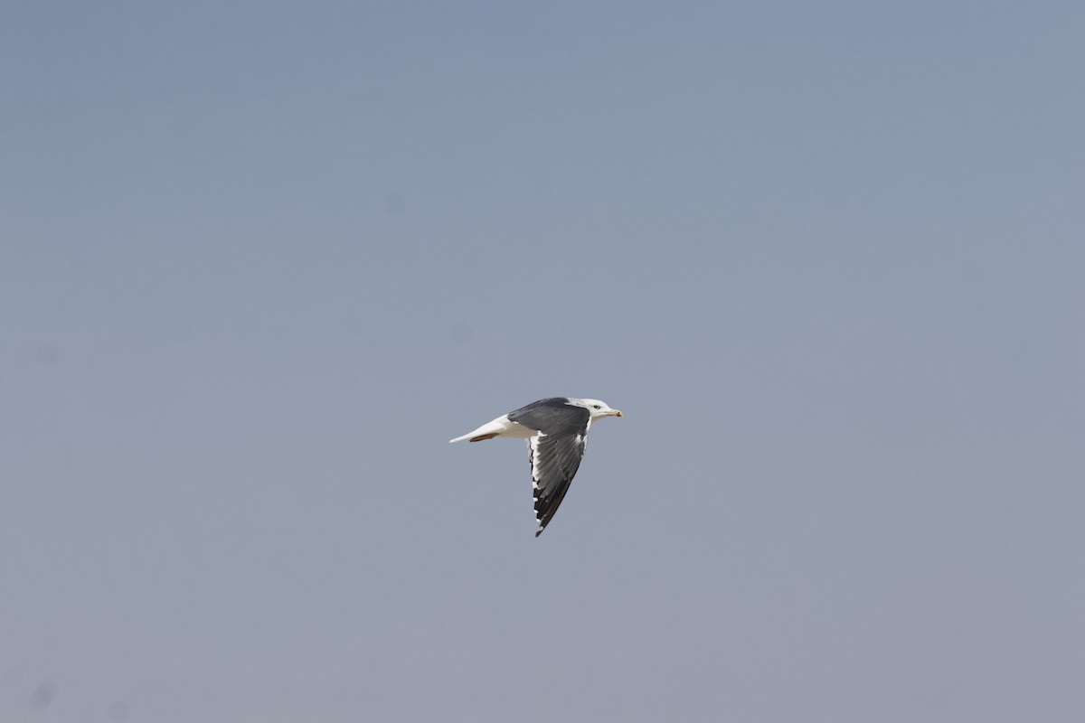 Lesser Black-backed Gull (Steppe) - ML646465944