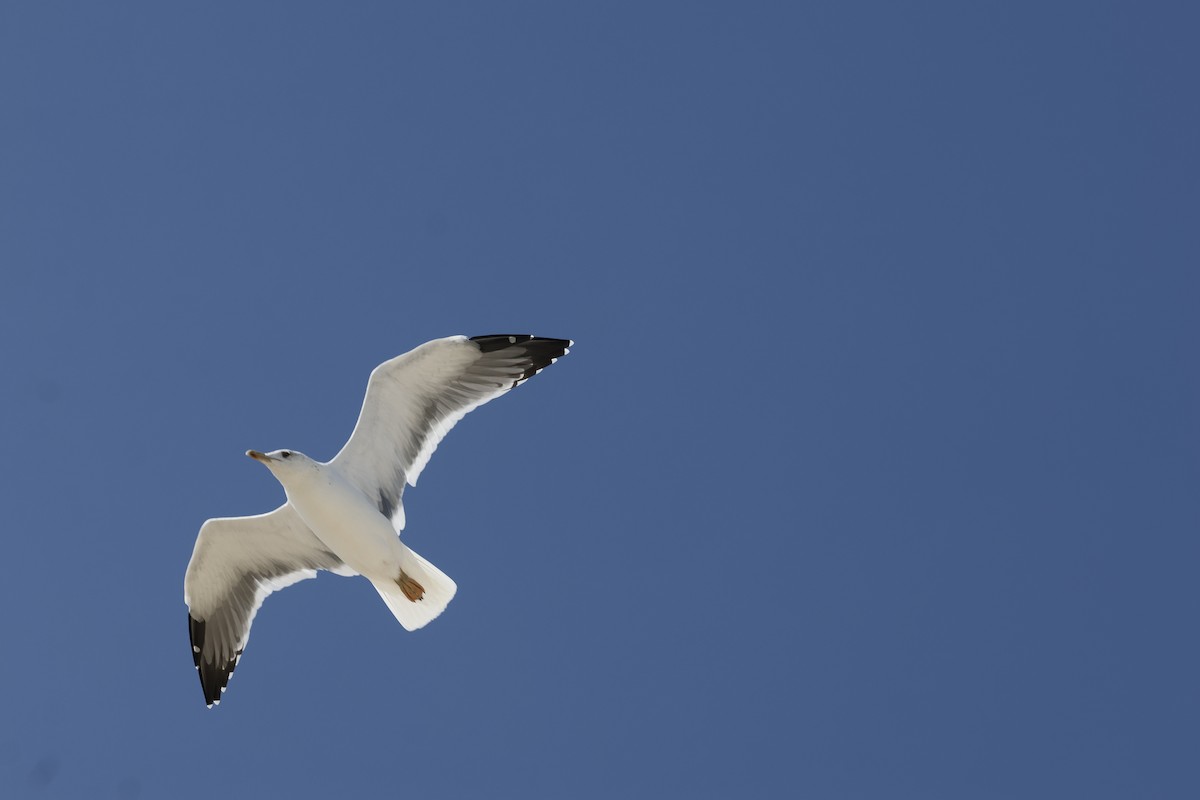 Lesser Black-backed Gull (Steppe) - ML646465945