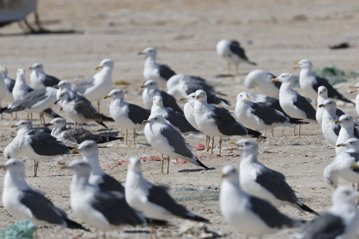 Lesser Black-backed Gull (Steppe) - ML646465946