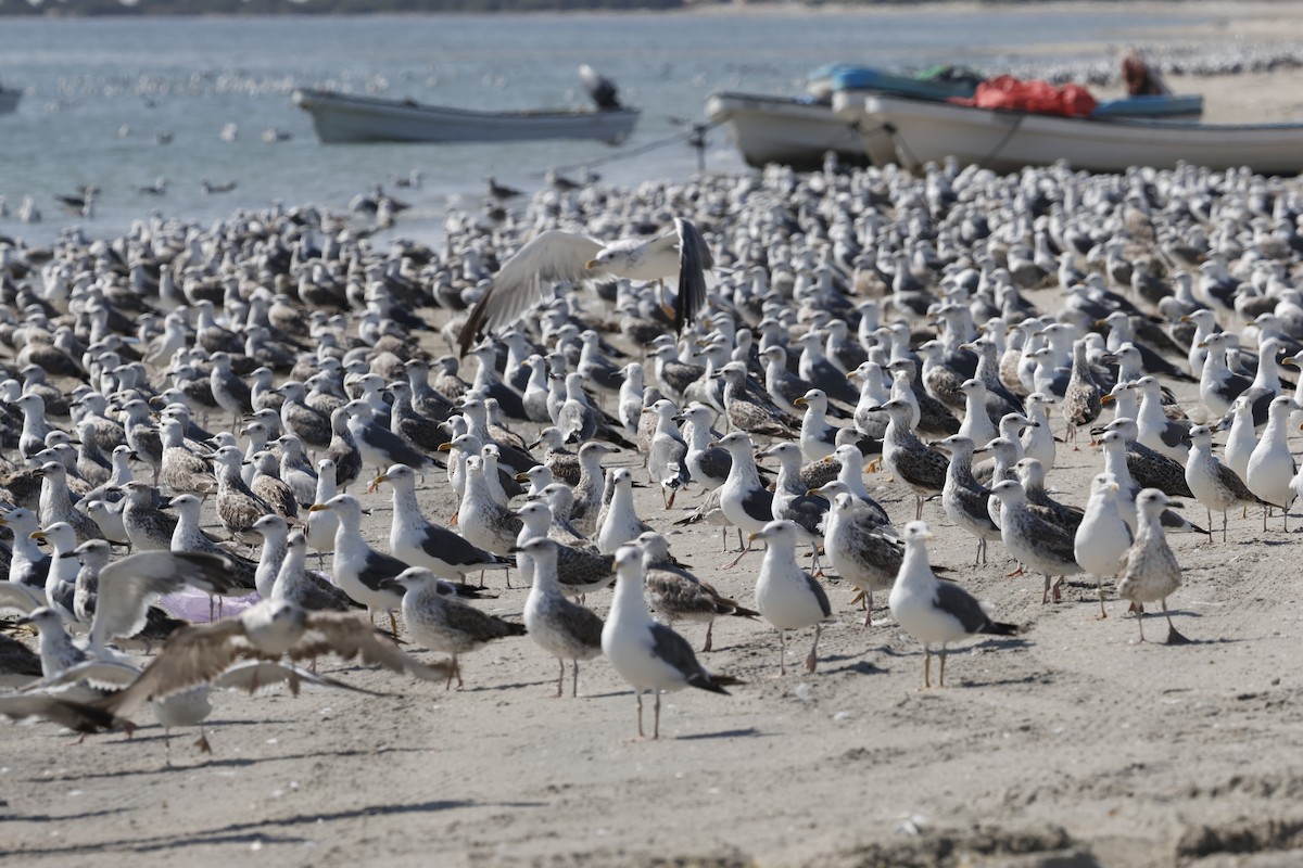 Kaio iluna (barabensis) - ML646465949