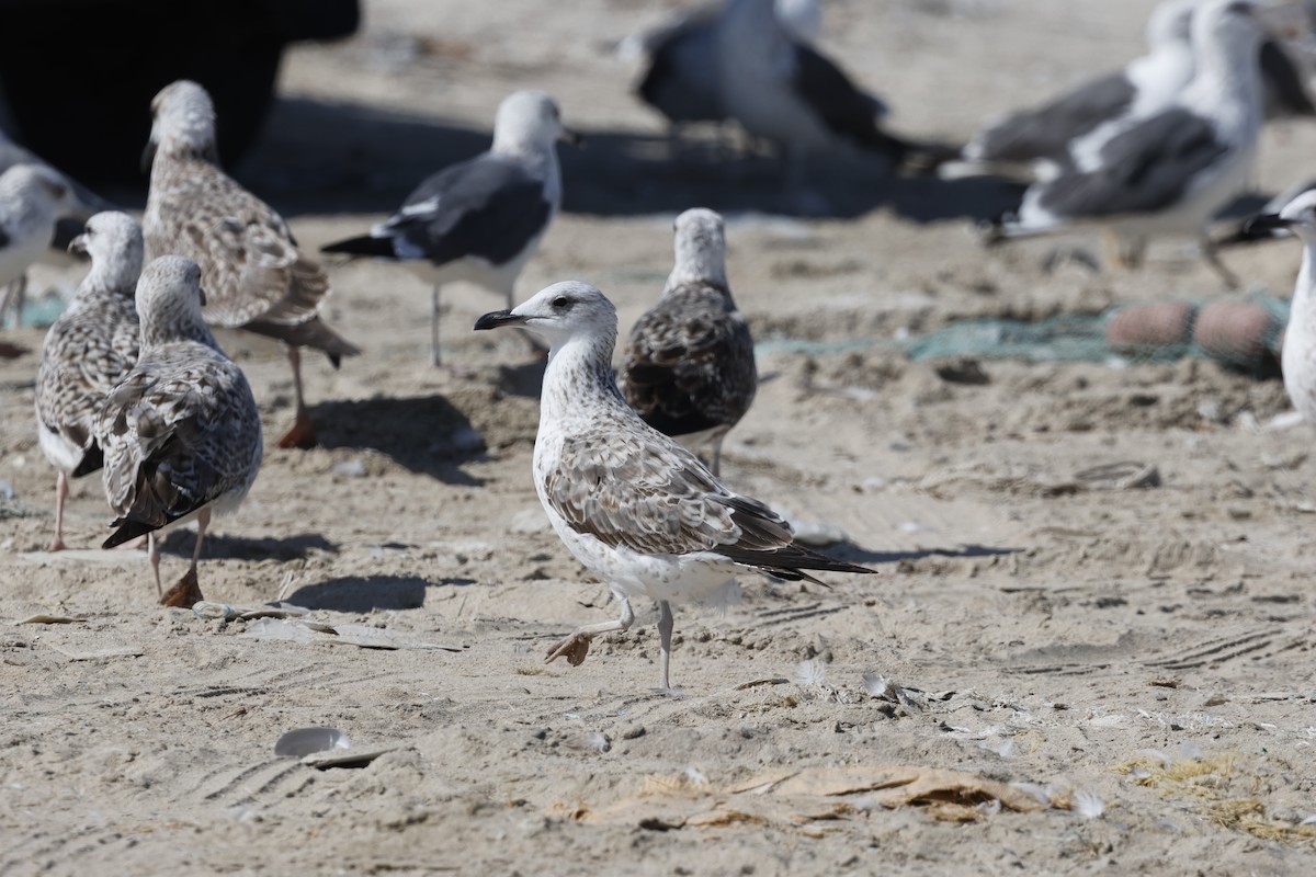 Kaio iluna (barabensis) - ML646465950