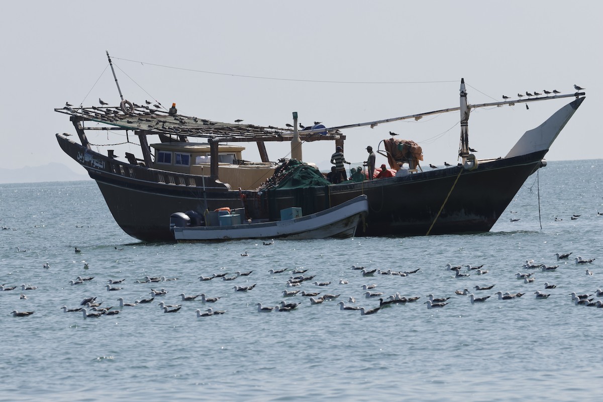 Kaio iluna (barabensis) - ML646465951