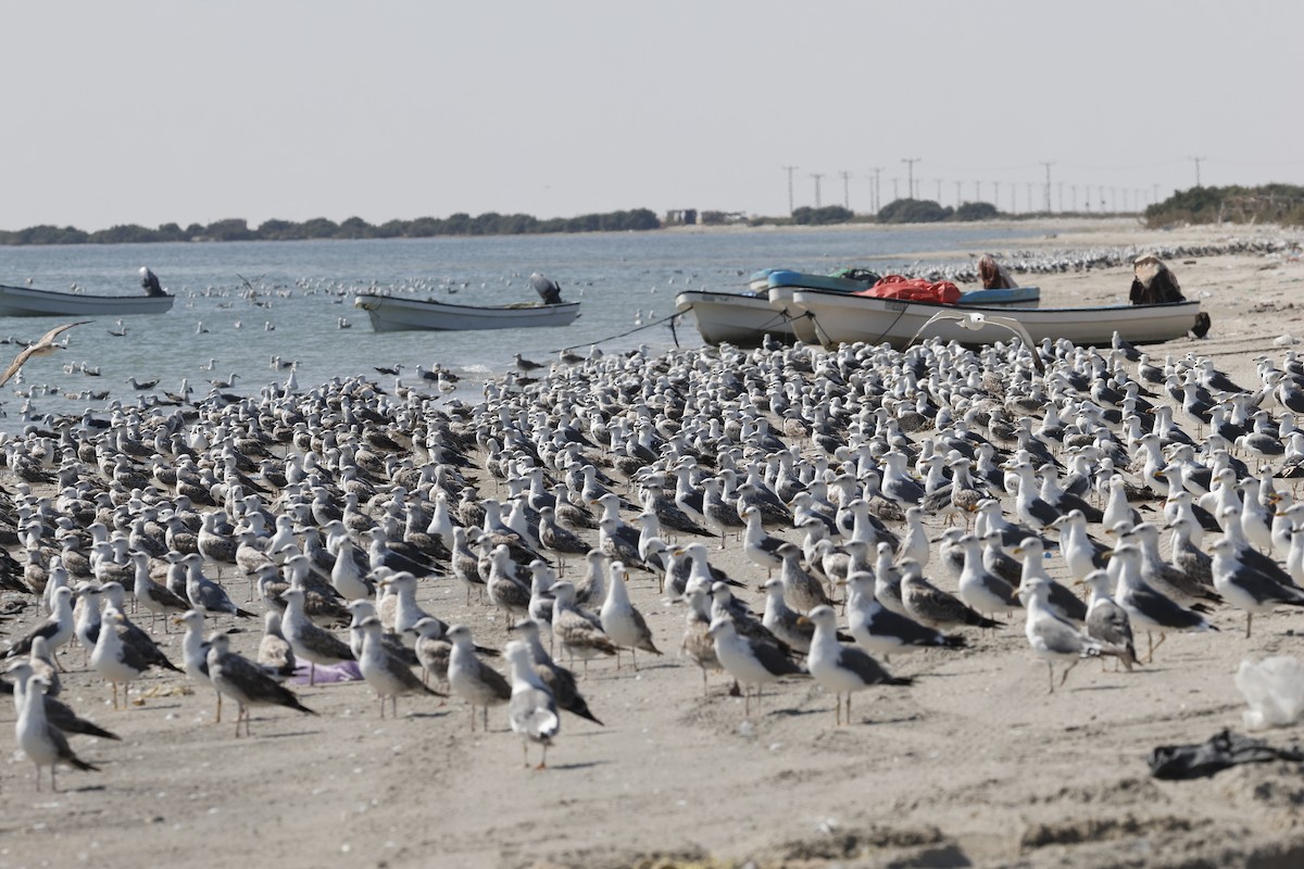 Kaio iluna (barabensis) - ML646465952