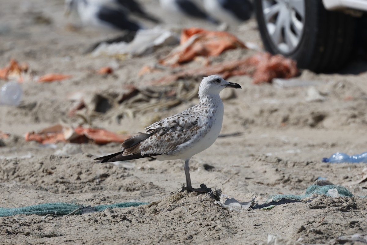 Kaio iluna (barabensis) - ML646465953