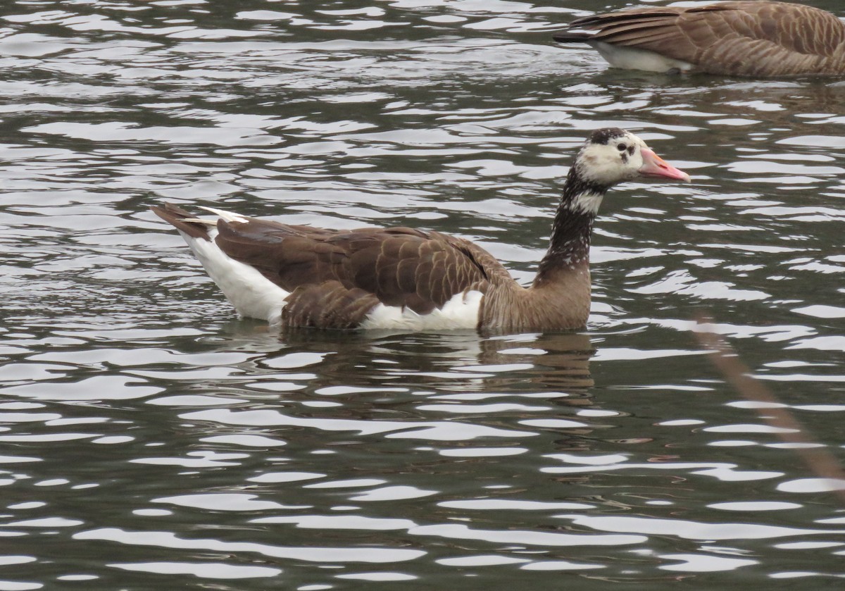 Graylag Goose (Domestic type) - ML646465955