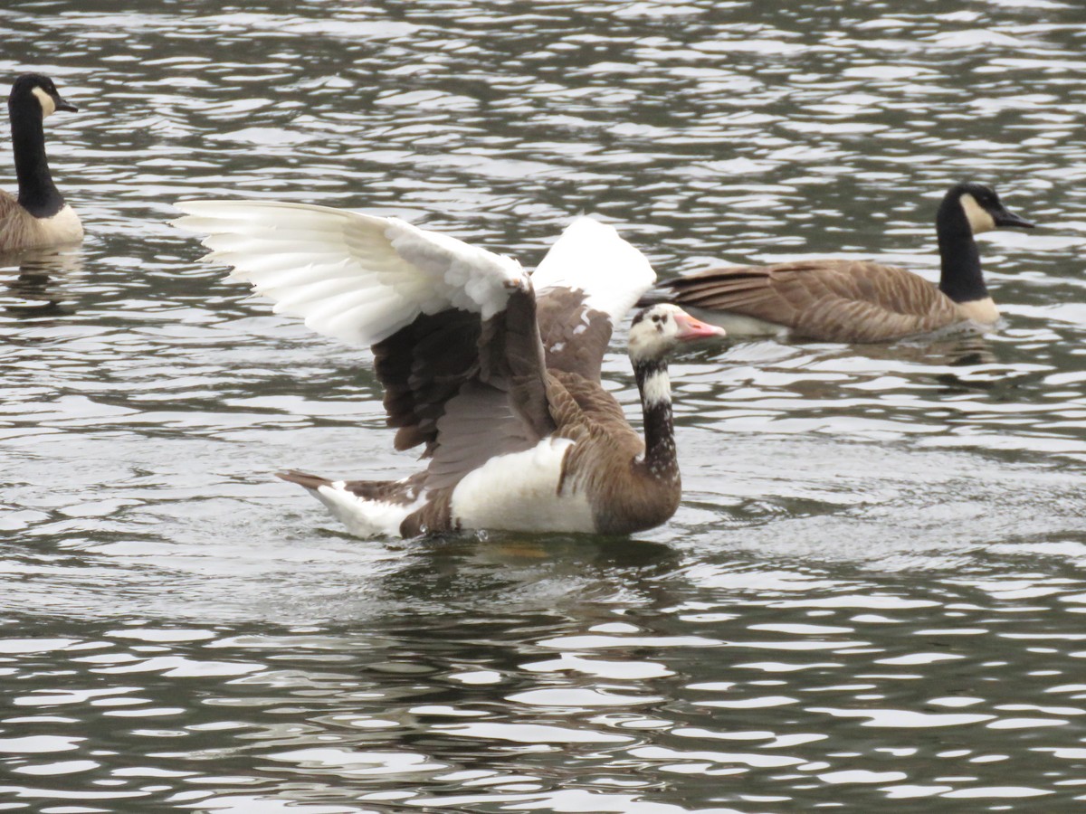 Graylag Goose (Domestic type) - ML646465956