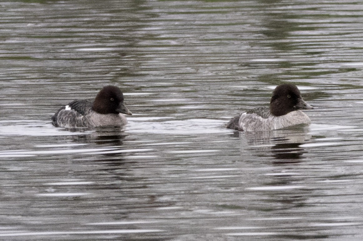 鵲鴨 - ML646465959