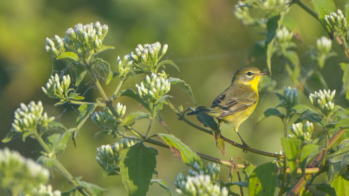 Reinita Galana - ML646465960