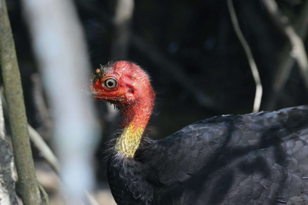 Australian Brushturkey - ML646465961