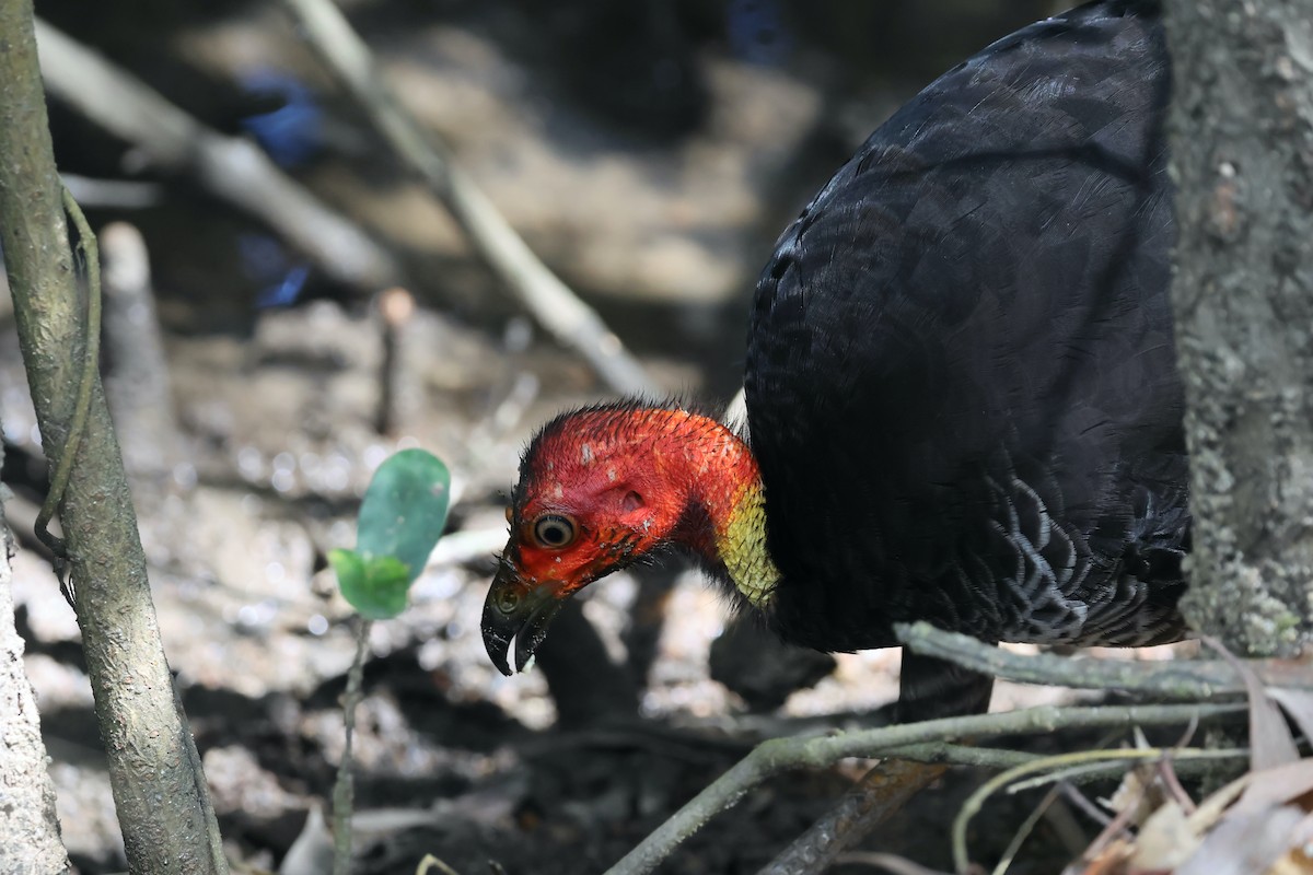 Australian Brushturkey - ML646465963