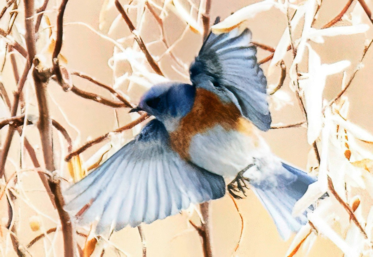 Western Bluebird - ML646465964