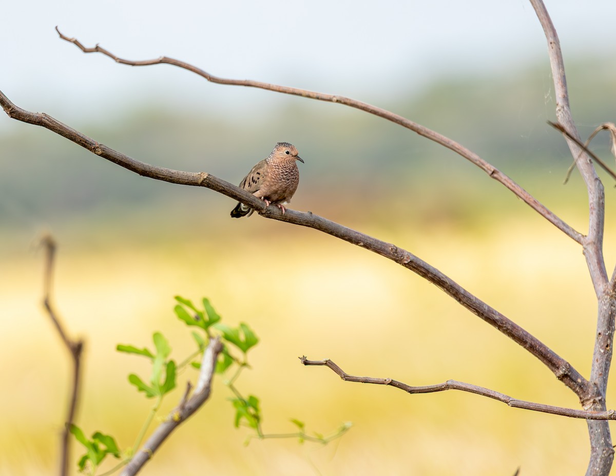 holoubek vrabčí - ML646465965