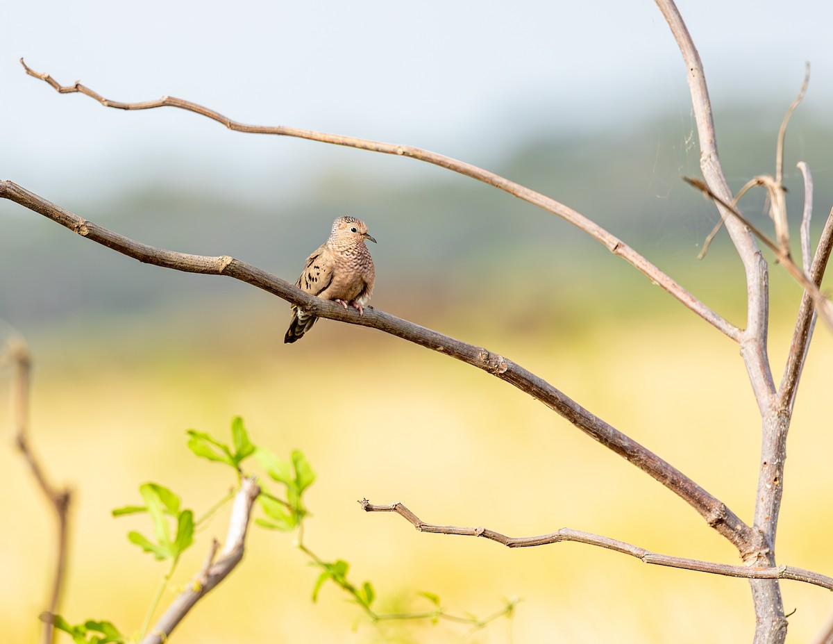 holoubek vrabčí - ML646465966