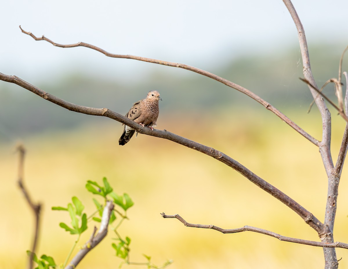 holoubek vrabčí - ML646465967