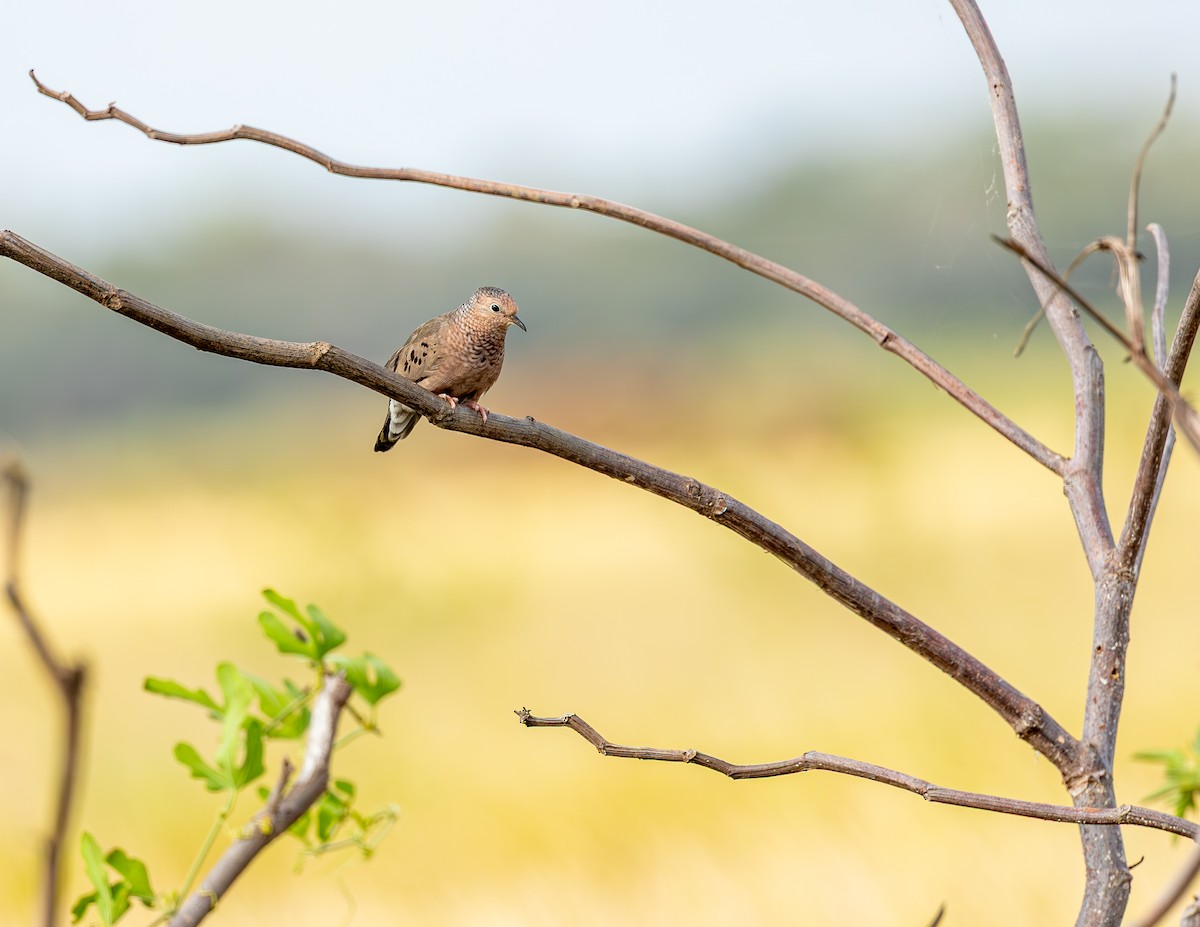 holoubek vrabčí - ML646465969