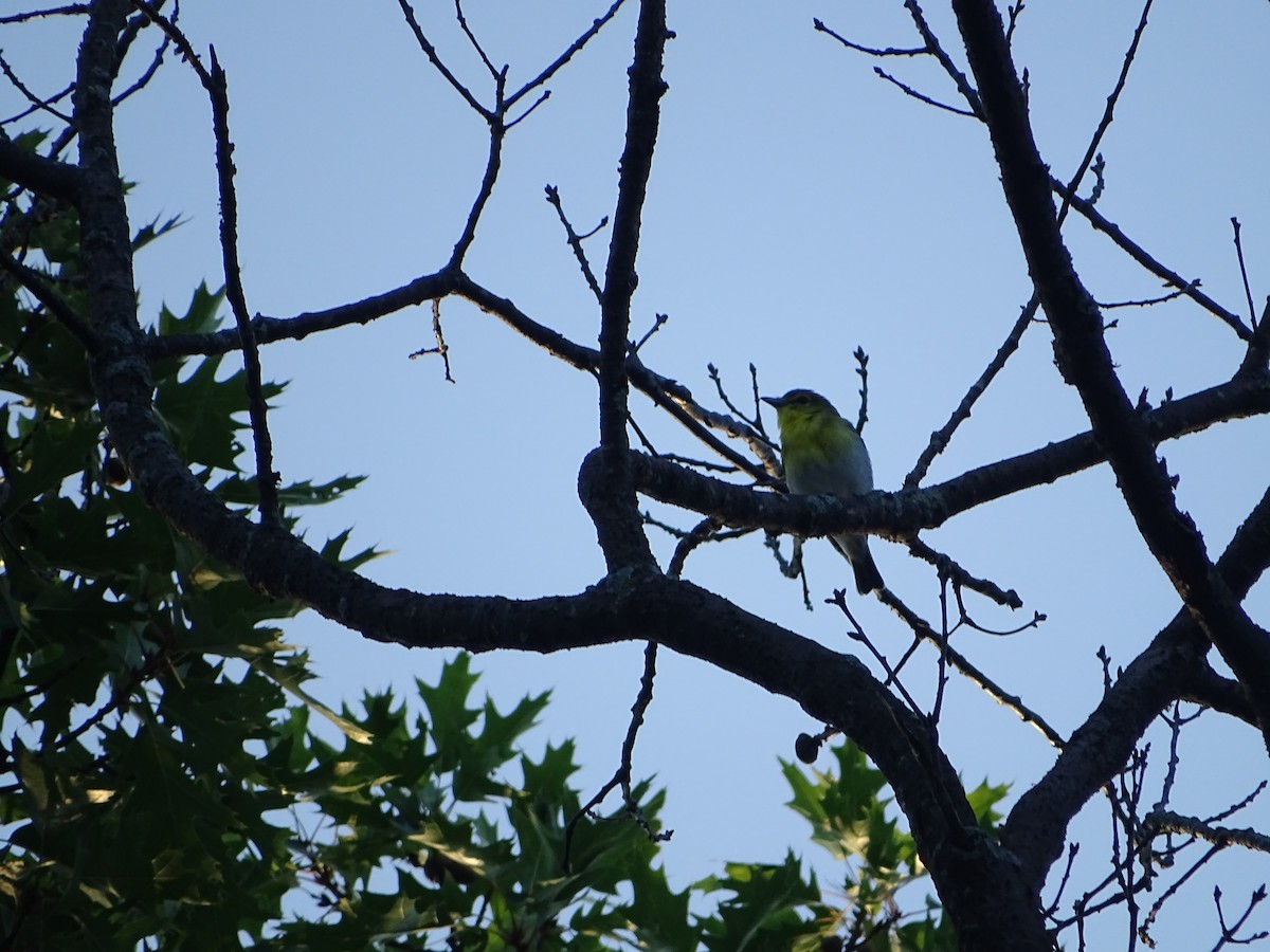 Yellow-throated Vireo - ML646465971