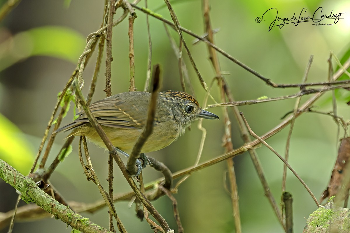 Spot-crowned Antvireo - ML646465973