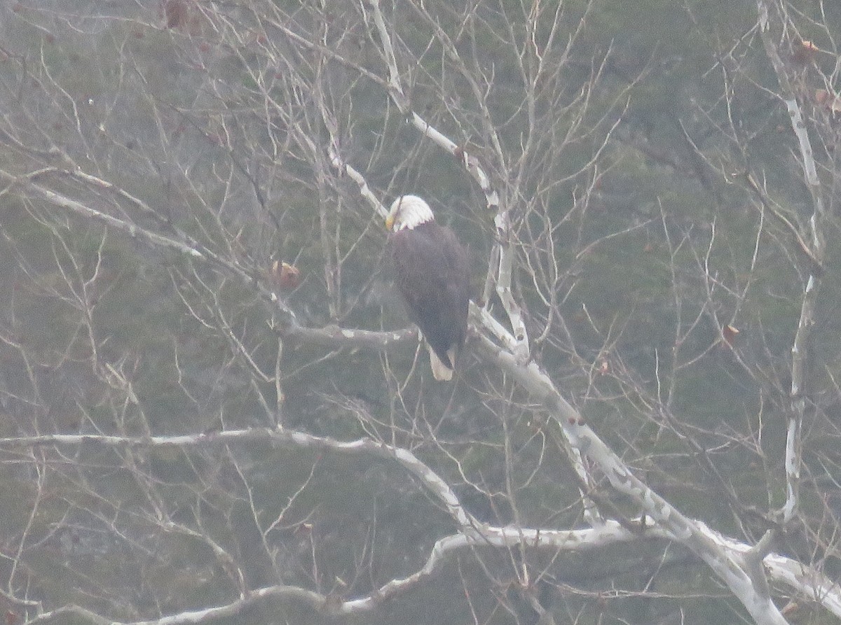 Bald Eagle - ML646465974