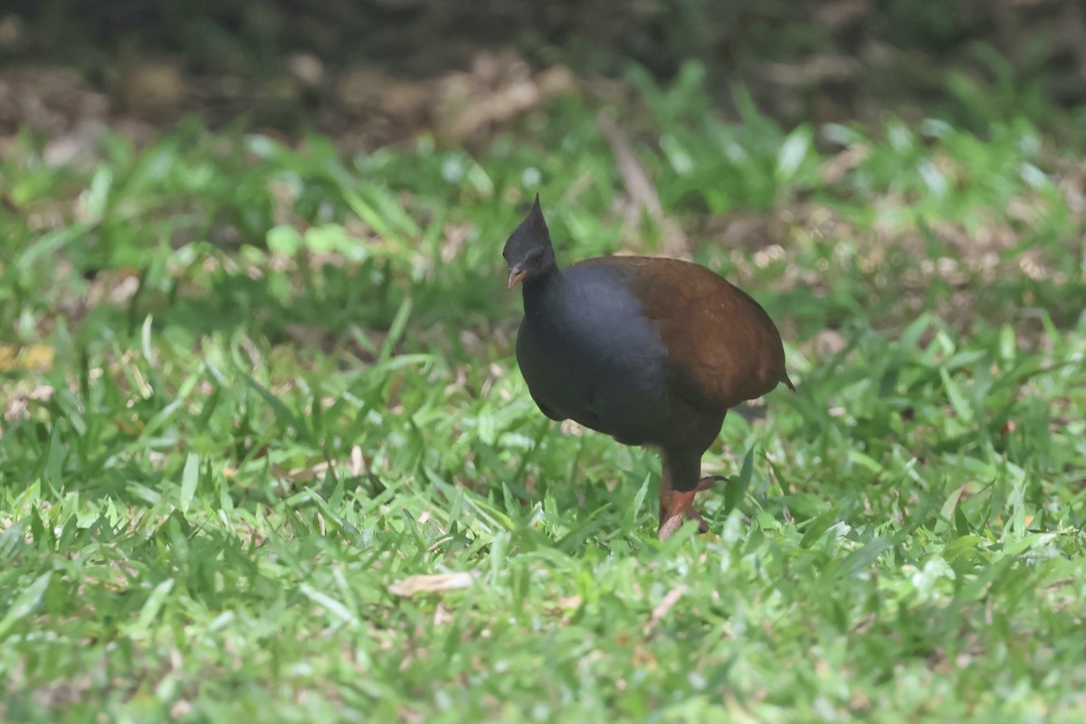 Orange-footed Megapode - ML646465975