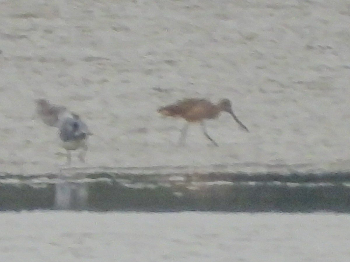 Marbled Godwit - ML646465976