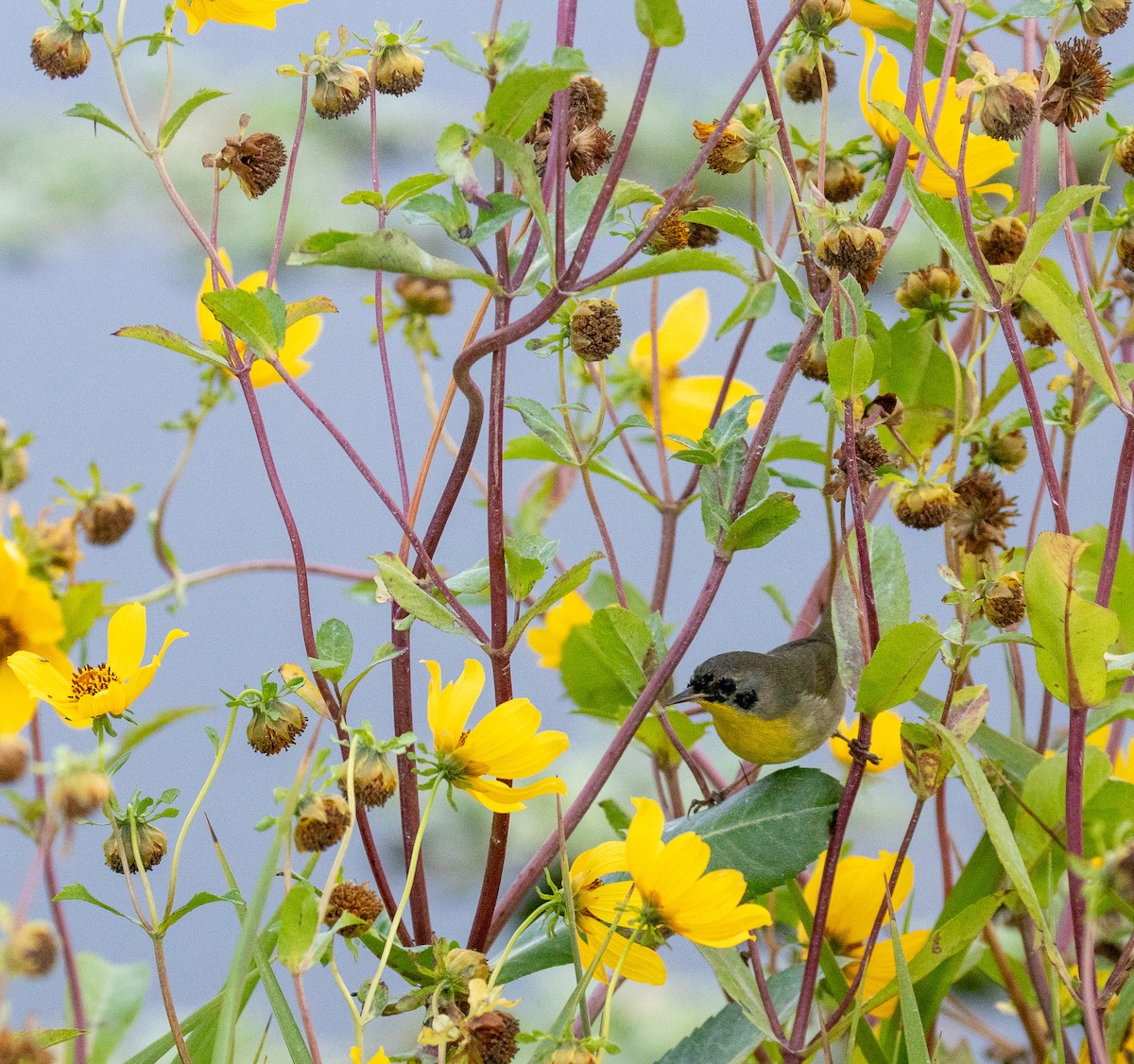 lesňáček žlutohrdlý - ML646465977