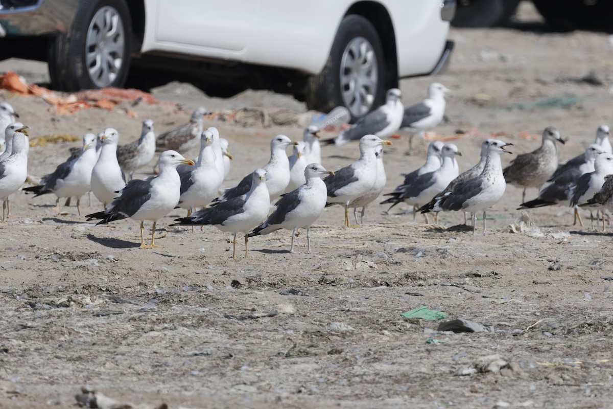 Kaio iluna (barabensis) - ML646465980