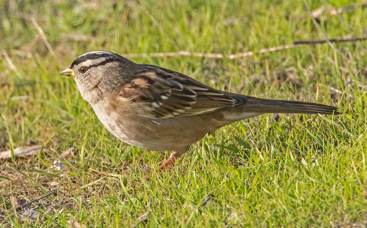 White-crowned Sparrow - ML646465981