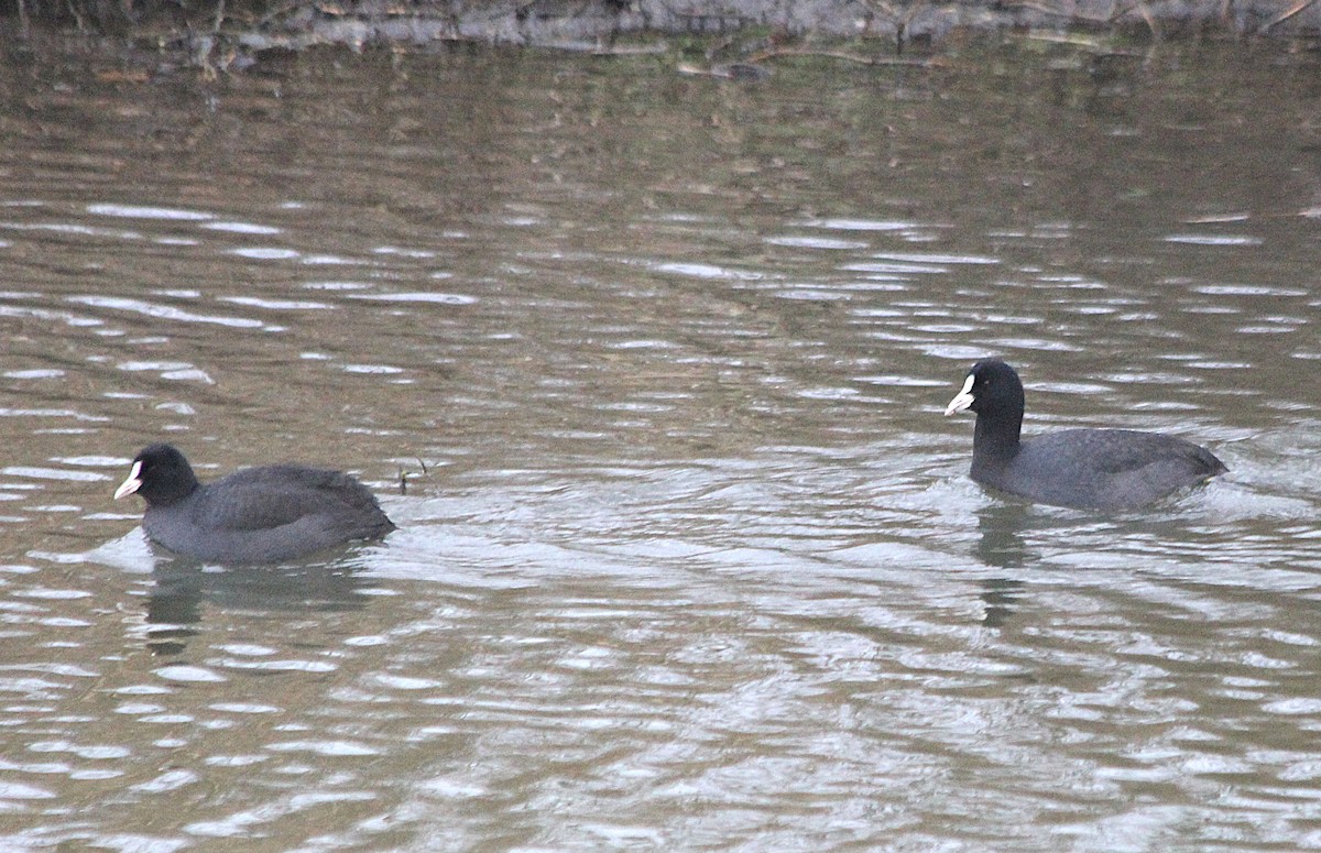 Eurasian Coot - ML646465983